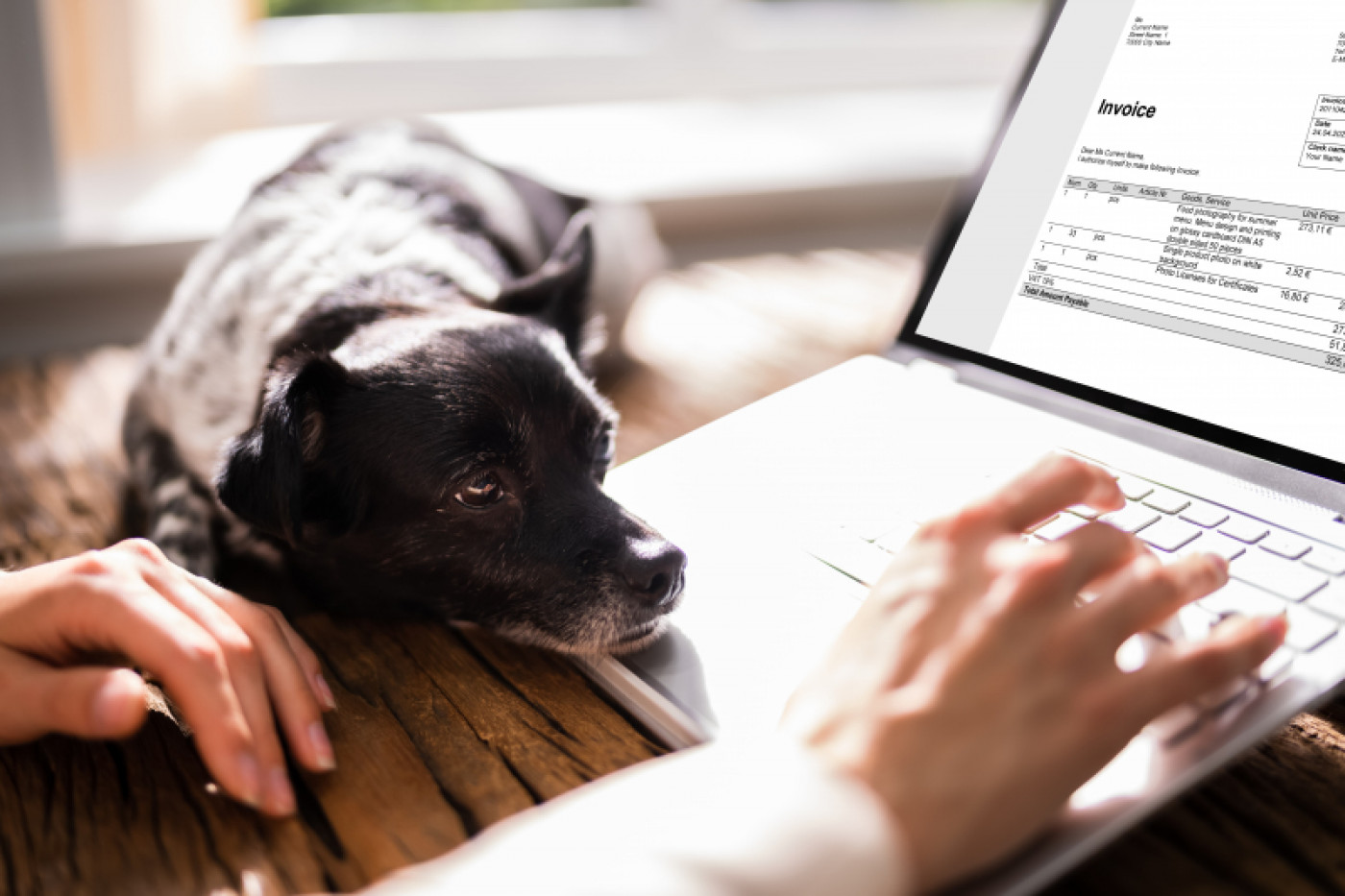 Hund tittar på en laptop och en hans som klickar på tangenterna. På skärmen syns en faktura.