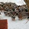 Timothys bilder